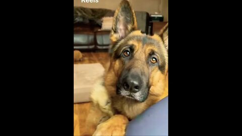 Bestie 😍get this viral | #shorts | #viral | #funny | #dog