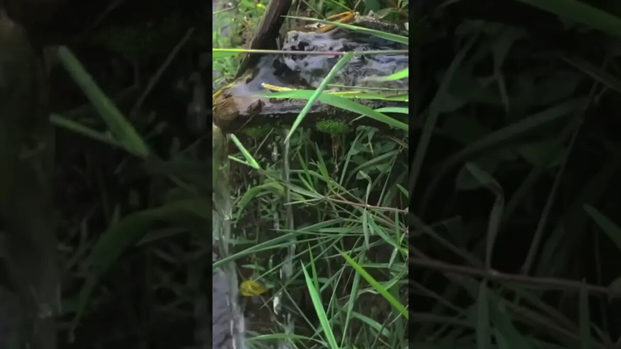 Tranquil Paddy Fields: Meditation with Nature Sounds