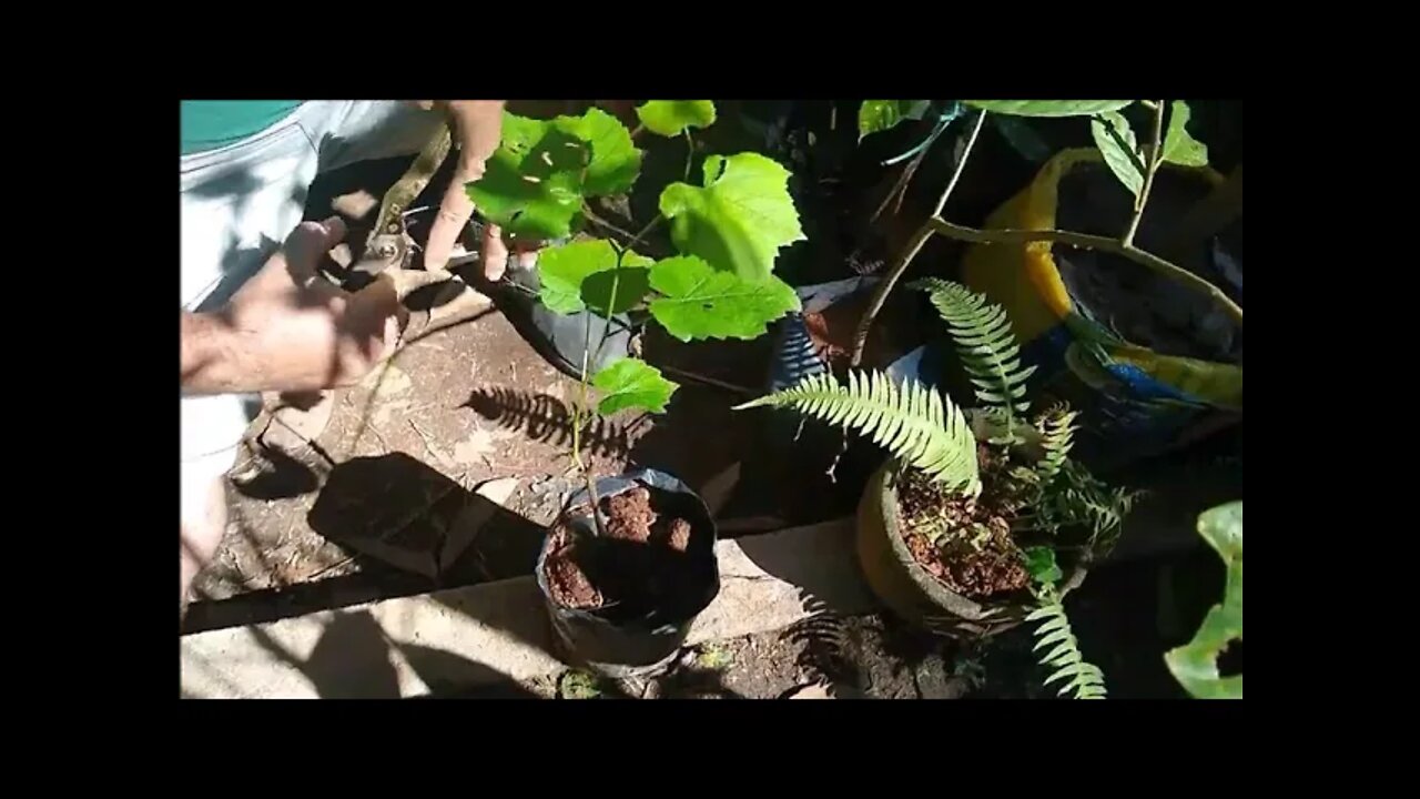 qual melhor mês e lua para podar a parreira de uva e o melhor método para fazer muda de uva