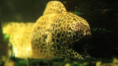 Dragon moray eel (Muraena)