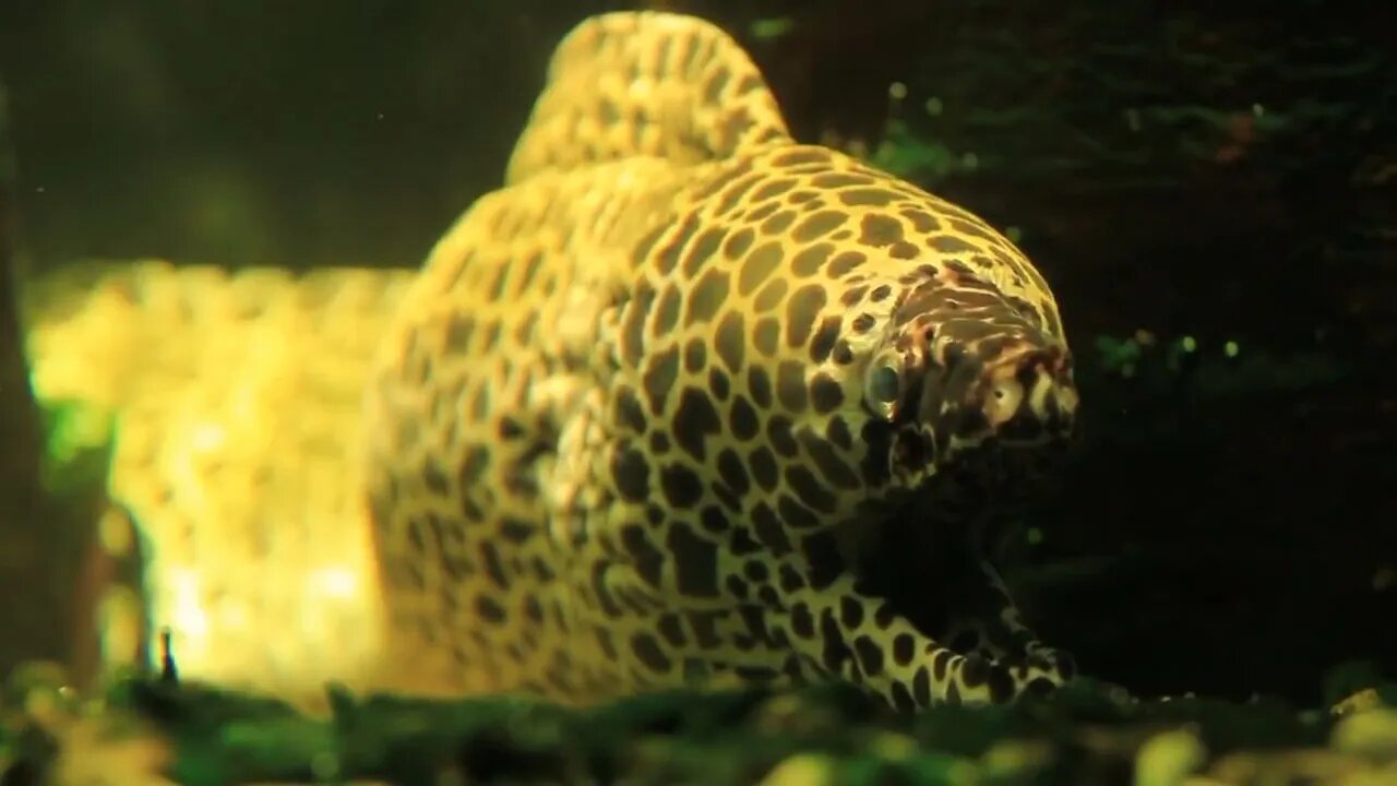 Dragon moray eel (Muraena)