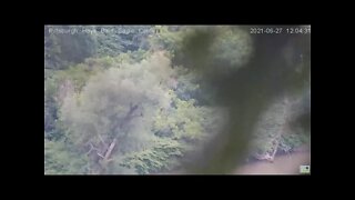 Hays Eagles Juvenile at the Monongahela River 2021 06 27 12:04PM