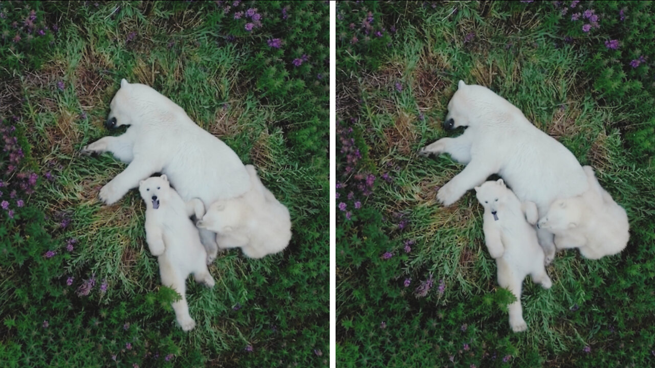 Mama polar bear with her babies sleeping