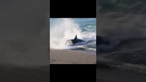 Amazing video views