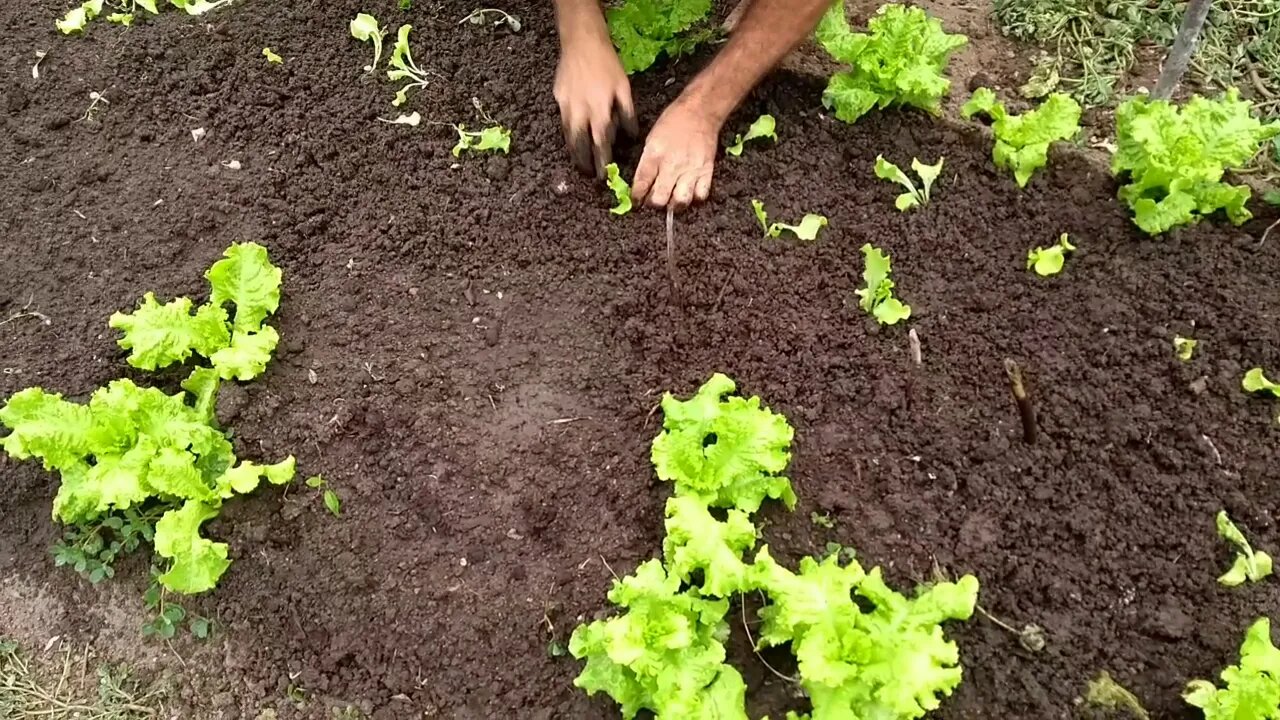 Quantos dias plantar as mudas de alface?