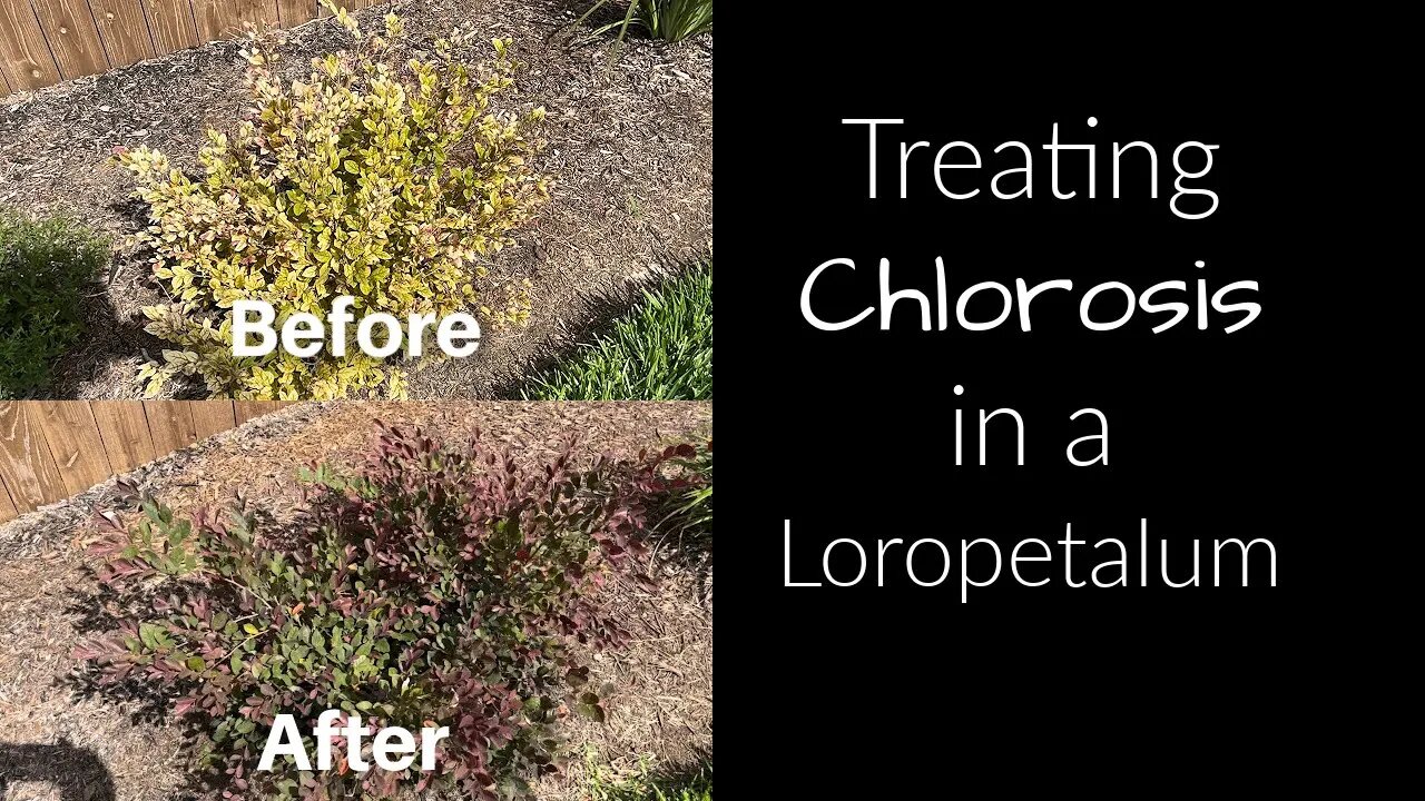 Treating Chlorosis in a Loropetalum(fixing yellow leaves)