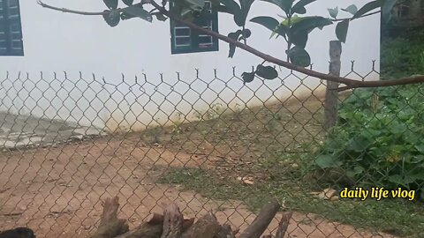 chicks jump from tree branches | daily life vlog