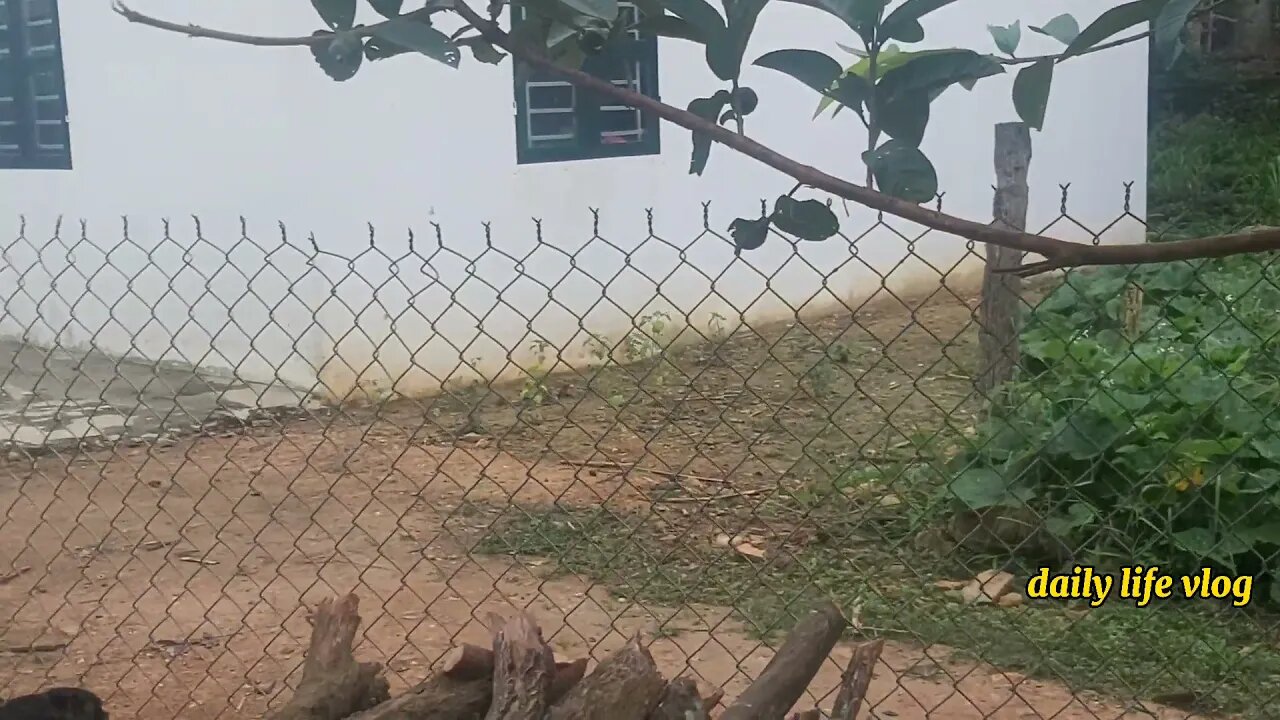 chicks jump from tree branches | daily life vlog