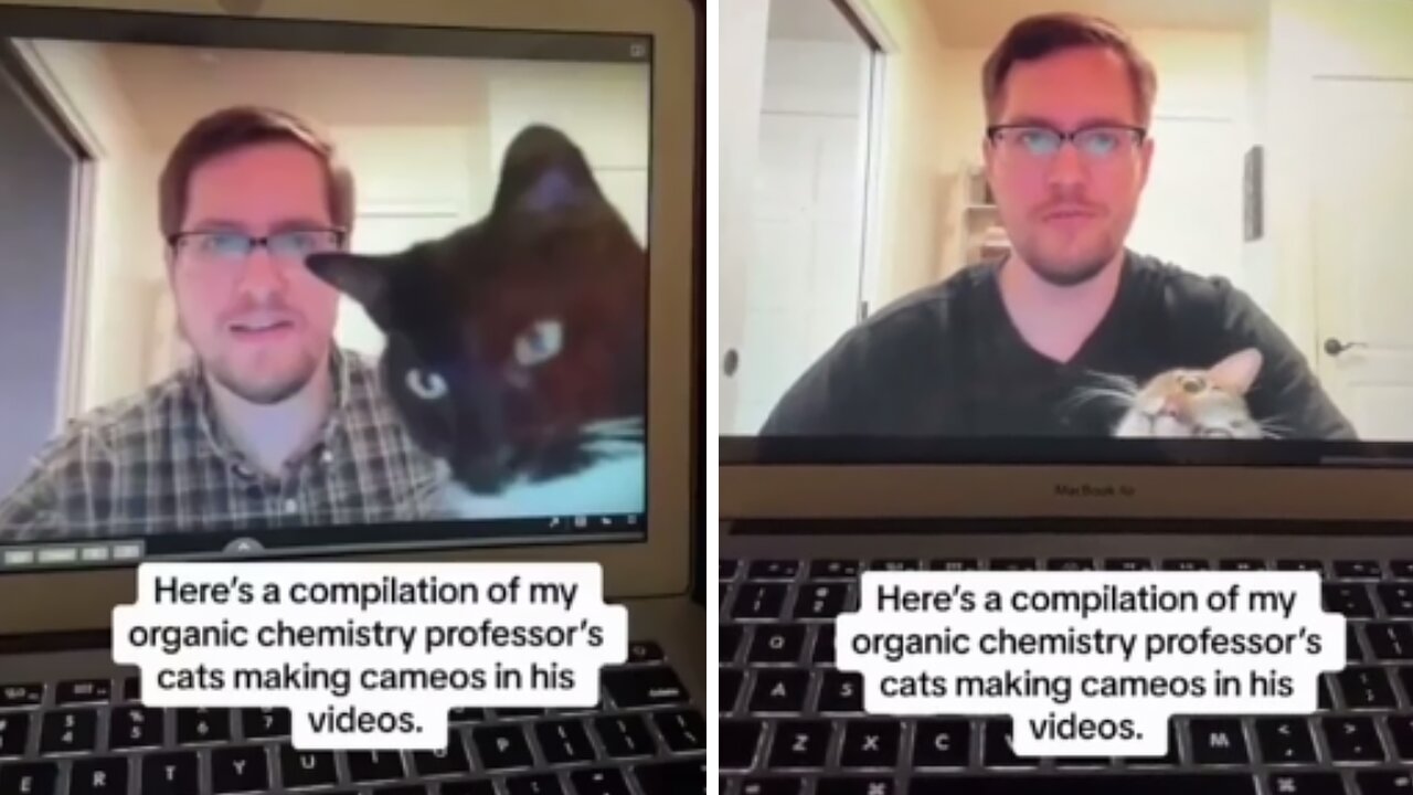 Compilation of professor's cats photobombing lectures