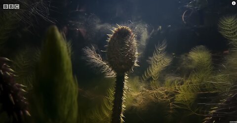 The Giant Water Lily is VICIOUS - BBC