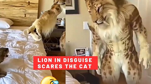 The kitten was scared to see the lion in disguise