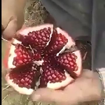 Easy Way to Open Pomegranate