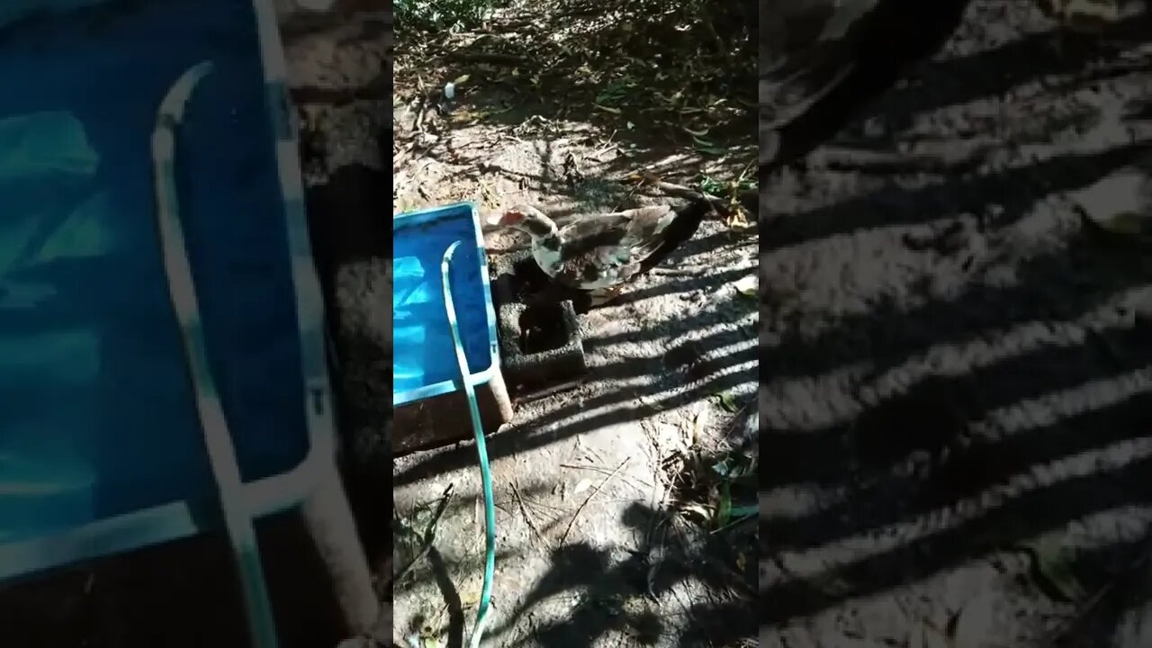 Muscovy, Bronze pied . Came off her nest to have a drink