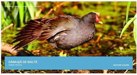 Gainusa de balta (din "Pasari din livezile si baltile Dunarii)