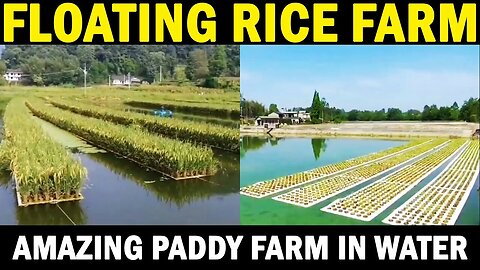 FLOATING RICE FARM - digital agriculture #agriculture