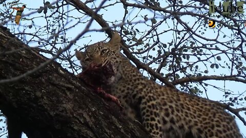 Leopard And Cub - Life Outside The Bushcamp - 40: Finishing A Meal