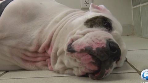 Man not charged in stabbing of bulldog