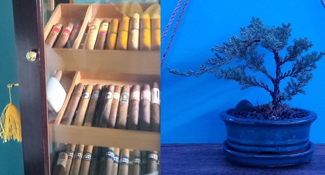 New Humidor and Bonsai Tree / Episode 224 / 2021-10-01