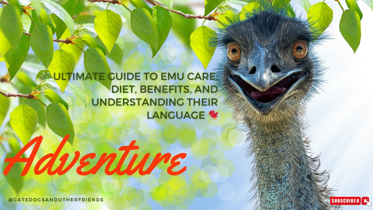 🌿 Ultimate Guide to Emu Care: Diet, Benefits, and Understanding their Language 🐦