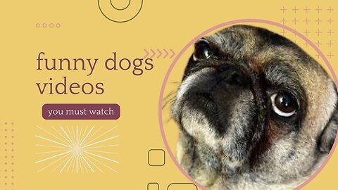 Animals Crazy Moments | Episode 043