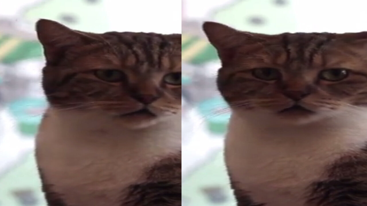 Cat does not understand, Cat funny video