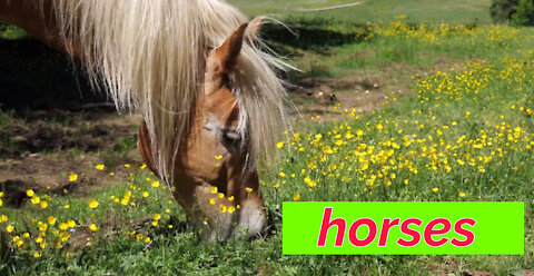 beatiful horses