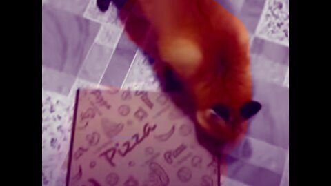 Foxie VS Pizza