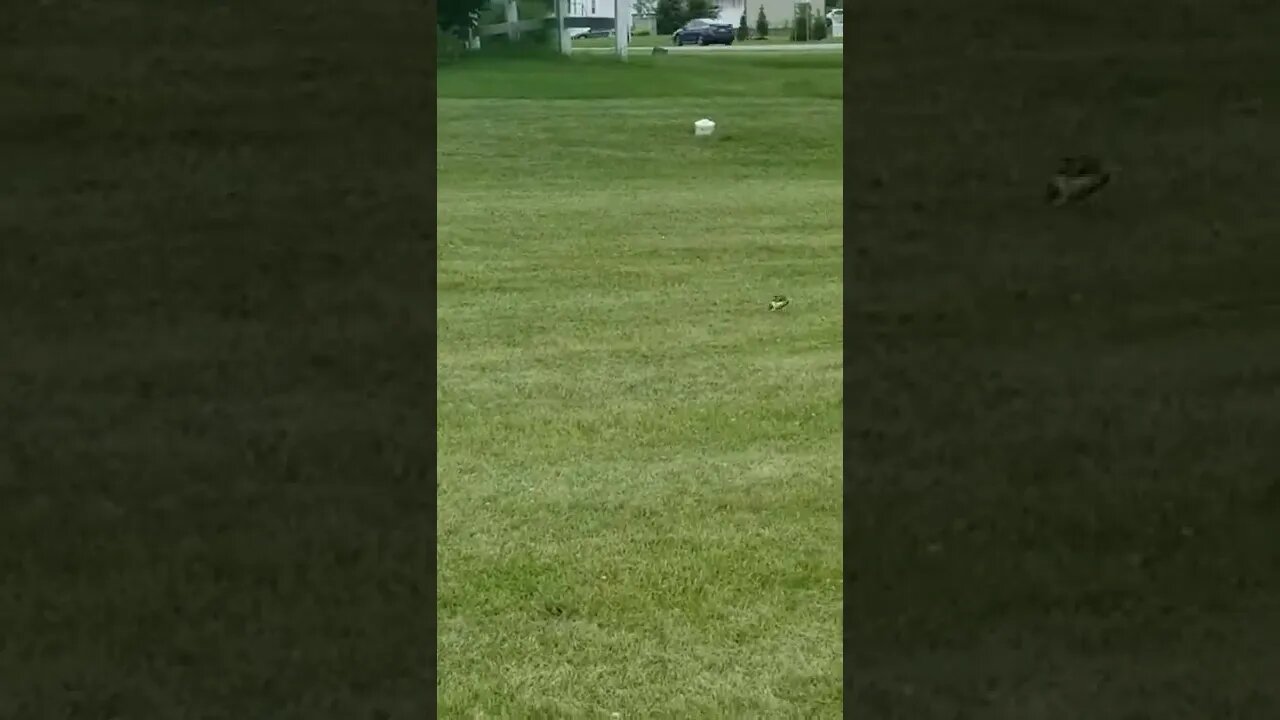 Killdeer feigns broken wing to lie me away from nest