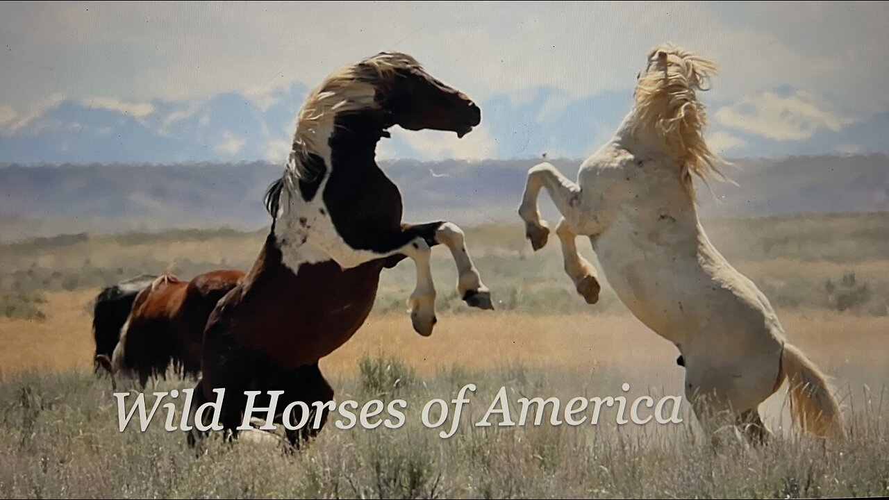 WHOA Wild Horses of America Ep 10 McCullough Peaks in Wyoming by Karen King