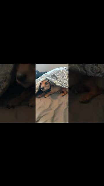 Norman our little cuddle bug