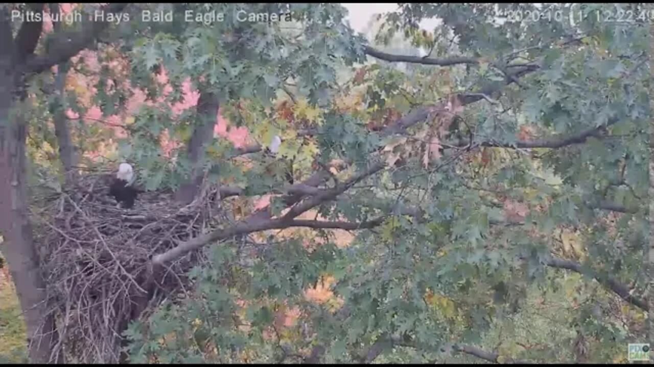 Squirrel visit foiled by Hays Eagles Dad 2020 10 11 1221pm