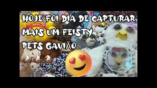 CAPTURANDO MAIS UM FEISTY PETS GAVIÃO 🦅🦅🦅