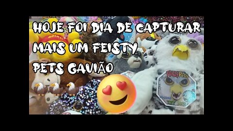 CAPTURANDO MAIS UM FEISTY PETS GAVIÃO 🦅🦅🦅