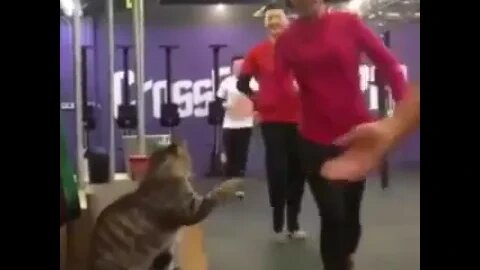 cat is the greatest coach