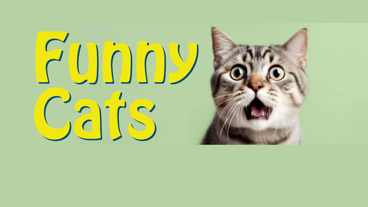 Funny Cats