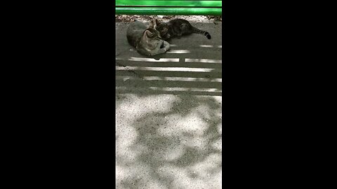 A cute and beautiful cat with her baby