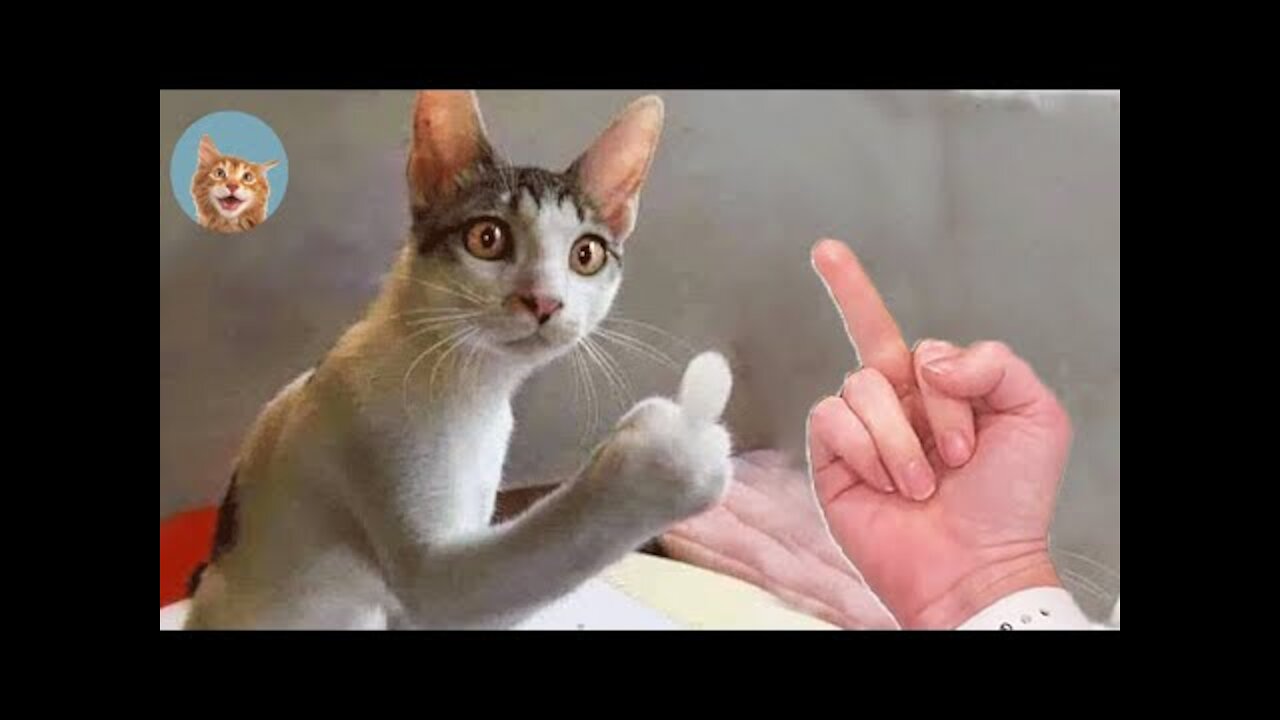 Funny dogs compilation / Funny dog and cats / # shorts