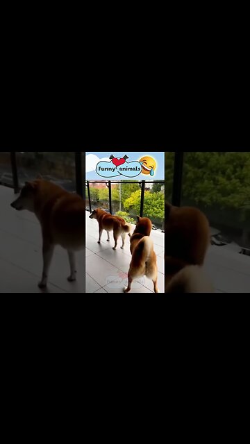 милые животные || смешные животные 2023