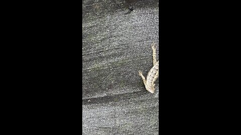 Texas Spiny Lizard doing push-ups