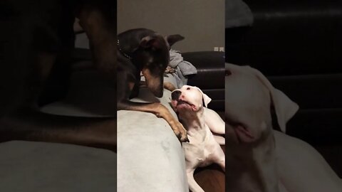 Blue Doberman pesters Dogo Argentino