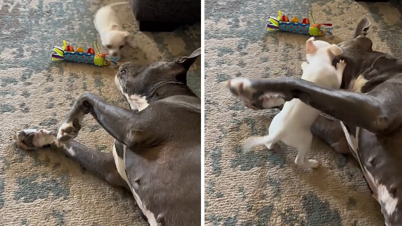 Tiny chihuahua shows pit bull who's boss