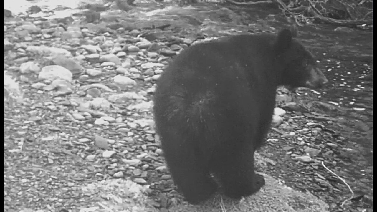 Bears at a Salmon Stream