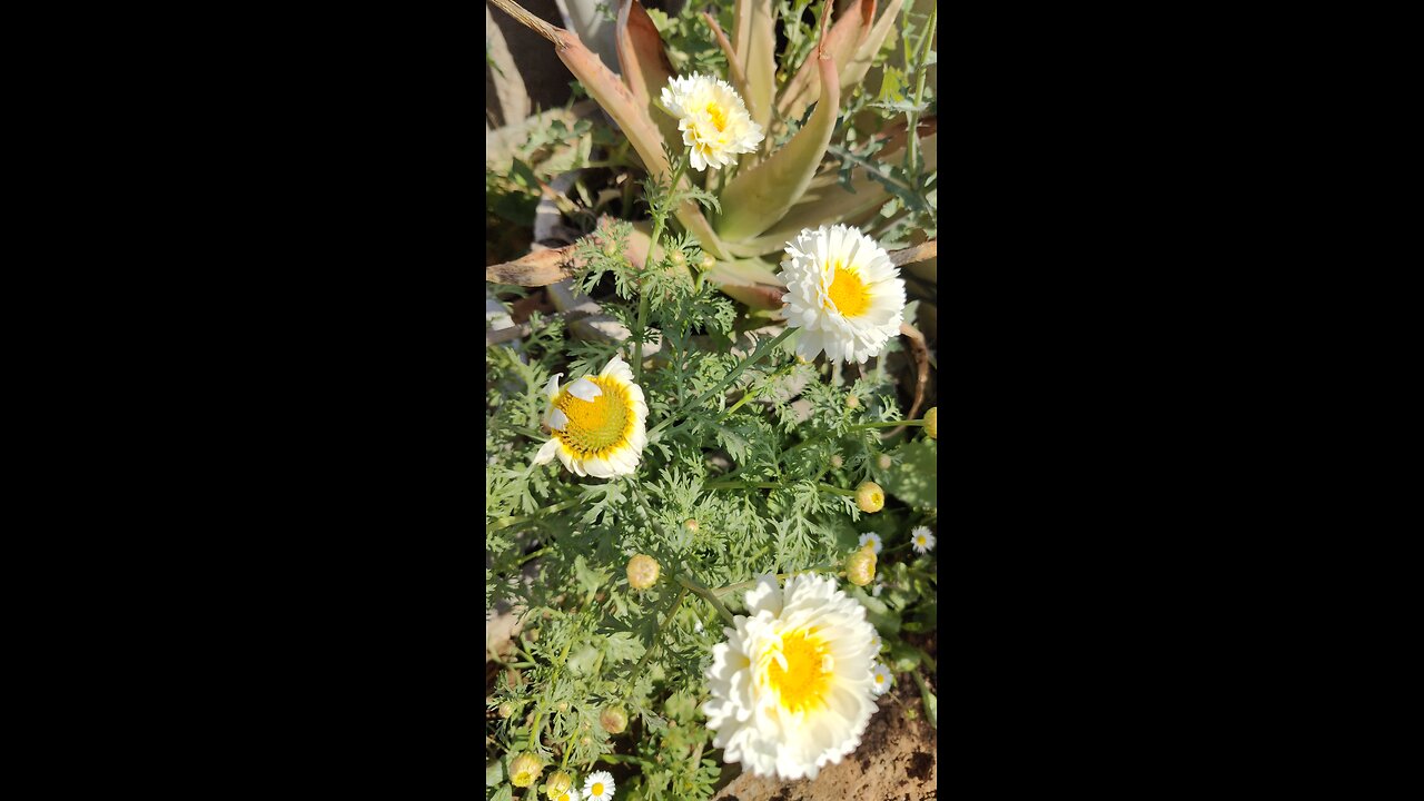 white colour flower