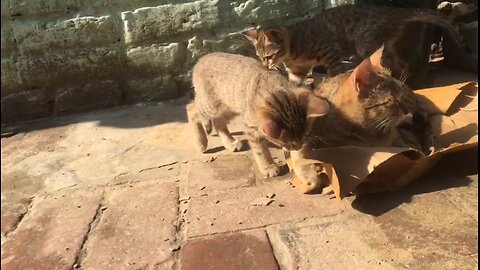 cute baby cat video