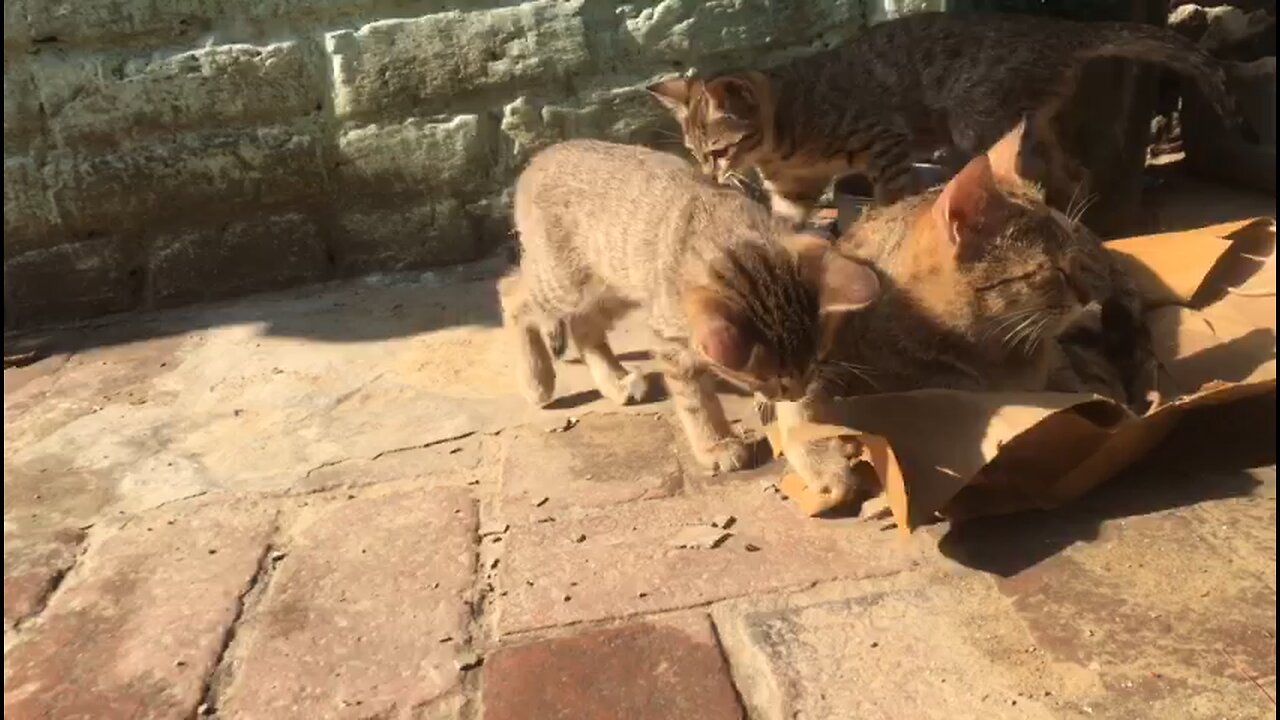 cute baby cat video
