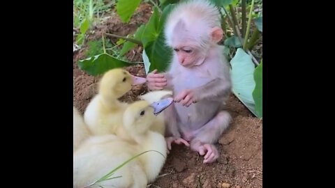 Love monkeys and chickens