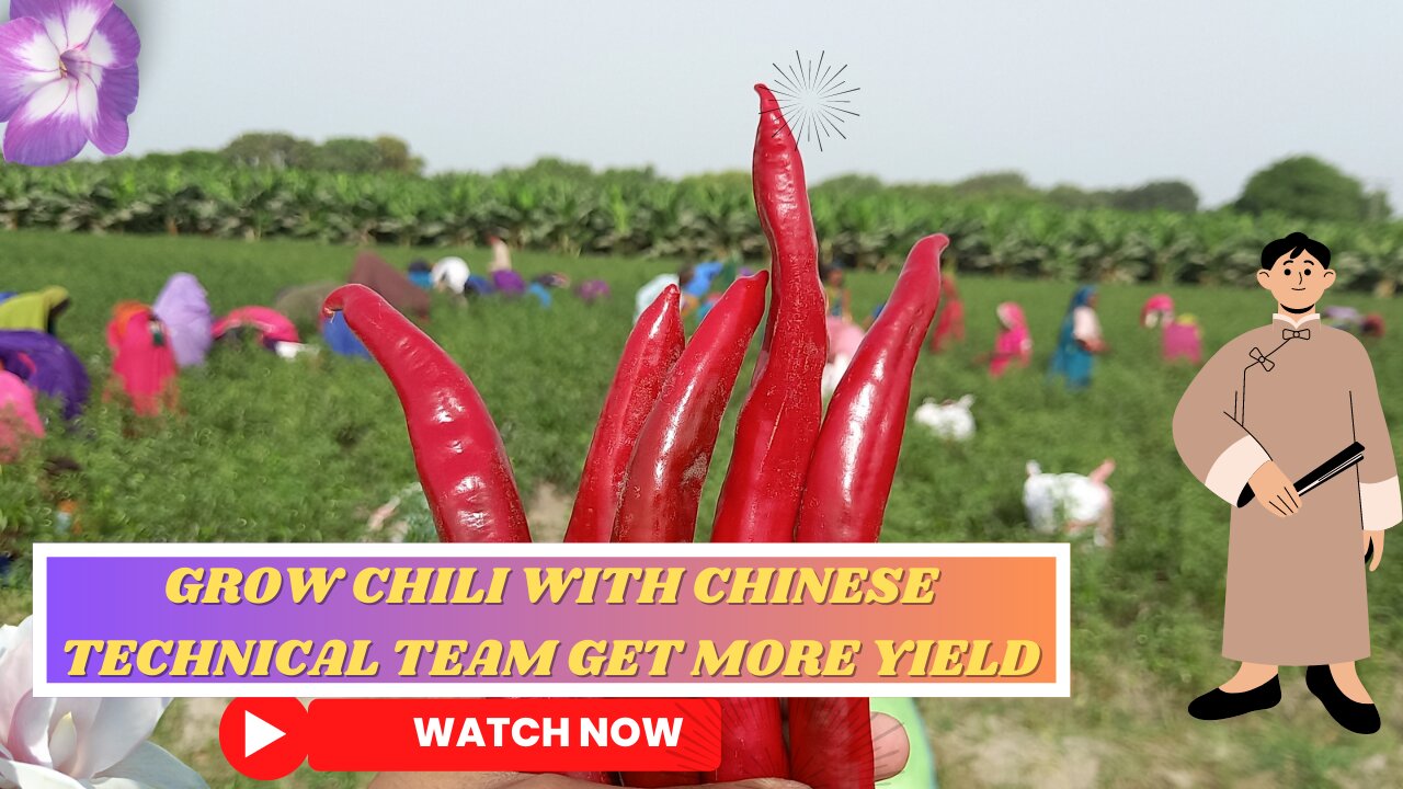 Red chili farming