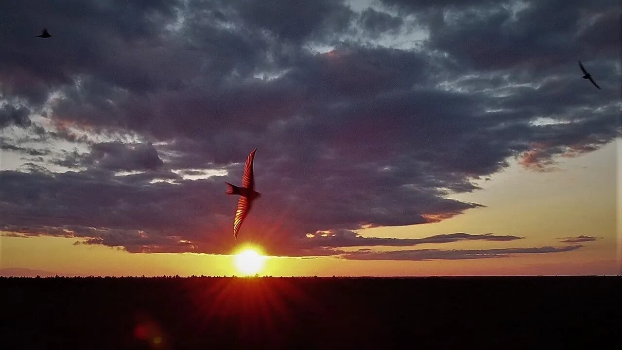 Forest and Sky FPV with the DJI Mavic Mini and iFlight Green Hornet