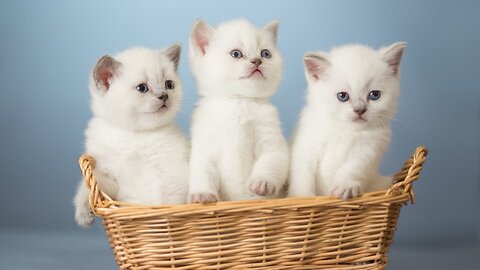Funny Animals. Events with and about Animals