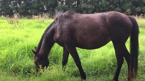 The horses on great pasture
